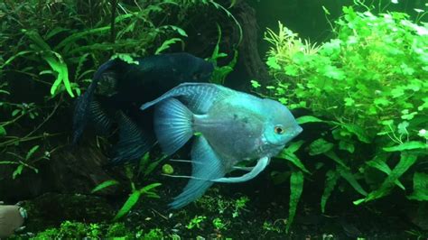 10 Ways To Reduce Aggression In Angelfish .